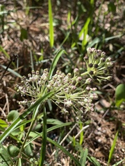 Image of Asclepias longifolia