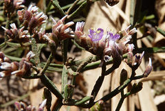Limonium braunii
