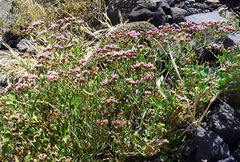 Limonium braunii