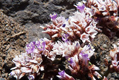 Limonium braunii