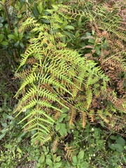 Pteridium caudatum