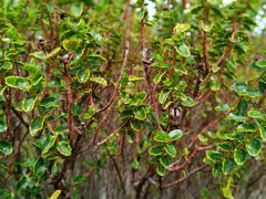 Hypericum balearicum