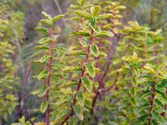 Hypericum balearicum