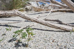 Eremocarya micrantha