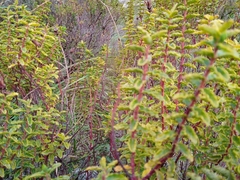 Hypericum balearicum