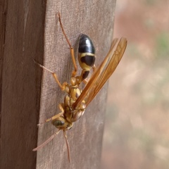 Agelaia constructor
