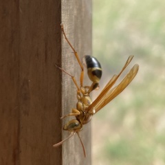 Agelaia constructor