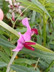Lathyrus clymenum