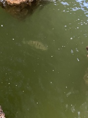 Archosargus probatocephalus