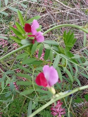 Lathyrus clymenum
