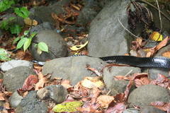 Chironius grandisquamis