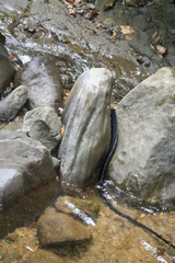 Chironius grandisquamis