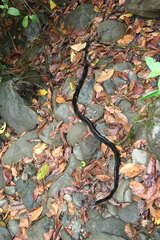 Chironius grandisquamis