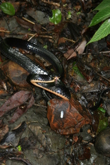 Chironius grandisquamis