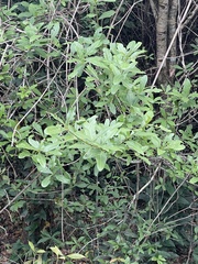 Quercus laurifolia