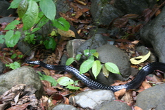 Chironius grandisquamis