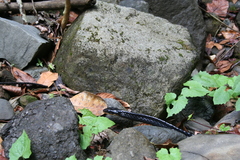 Chironius grandisquamis