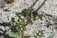 Eremocarya micrantha