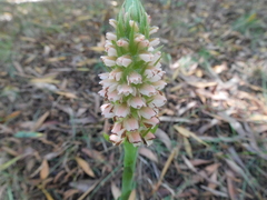 Skeptrostachys montevidensis
