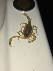 Centruroides suffusus