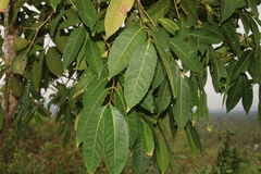 Olea dioica