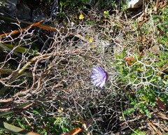 Knautia integrifolia
