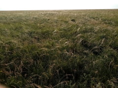 Stipa ucrainica