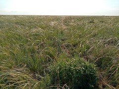 Stipa ucrainica