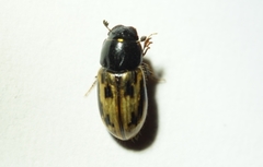 Chilothorax
