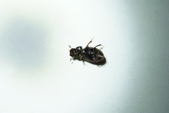Chilothorax