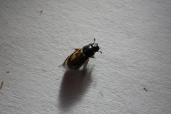 Chilothorax