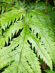 Tectaria griffithii