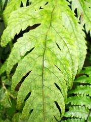 Tectaria griffithii