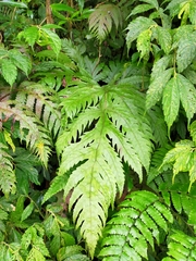 Tectaria griffithii