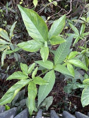Syngonium podophyllum