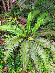 Plagiogyria stenoptera