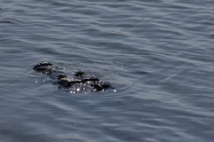Crocodylus moreletii