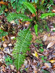 Plagiogyria stenoptera