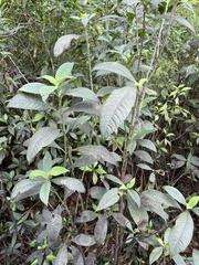 Psychotria tenuifolia