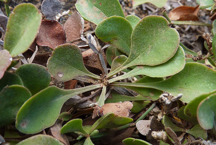 Limonium braunii