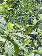 Psychotria tenuifolia