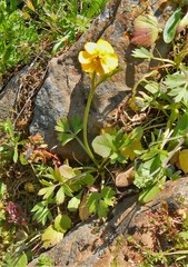 Ranunculus argyreus