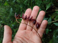 Pleurothallis restrepioides
