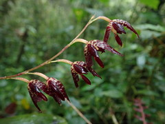 Pleurothallis restrepioides