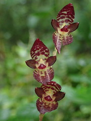 Pleurothallis restrepioides