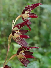 Pleurothallis restrepioides