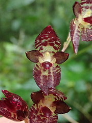 Pleurothallis restrepioides