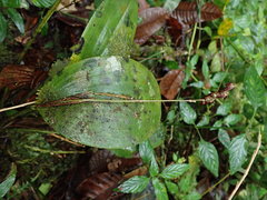 Pleurothallis restrepioides