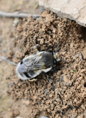 Anthophora canescens