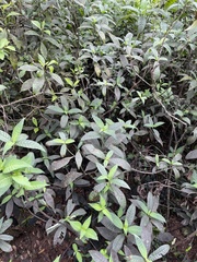 Psychotria tenuifolia